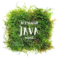 ชวามอส (มอสจาวา) -  จัดตู้ปลา จัดสวนขวด จัดสวนชื้น Java Moss ต้นไม้น้ำ