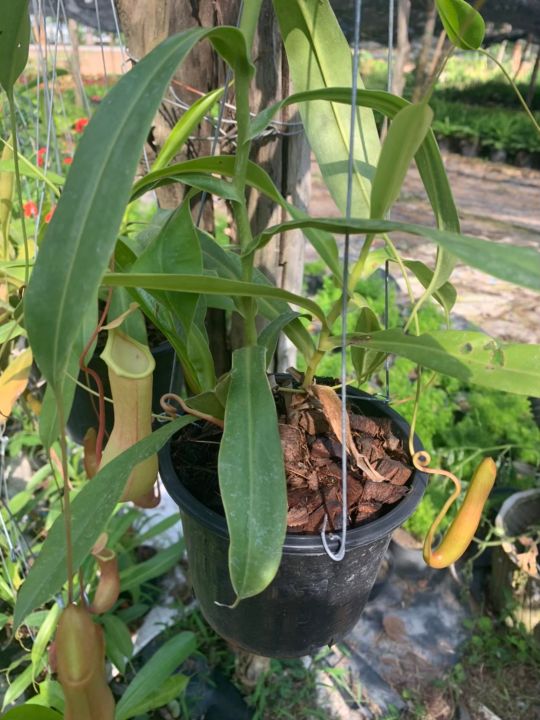 หม้อข้าวหม้อแกงลิง-อังกฤษ-nepenthes-ชื่อสามัญ-tropical-pitcher-plants-หรือ-monkey-cups-เป็นพืชกินแมลง-จัดส่งพร้อมไม้แขวน-กระถาง6นิ้ว