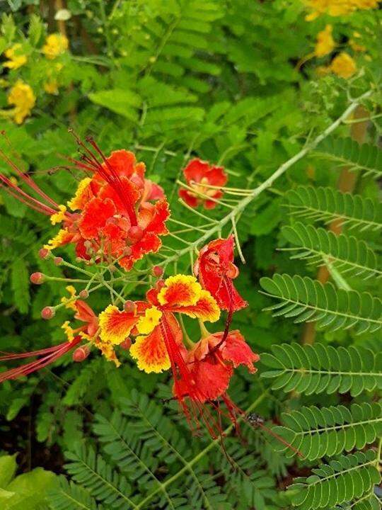 ขายส่ง-100-เมล็ด-เมล็ดหางนกยูงสีแดง-flower-fence-peacock-s-crest-pride-of-barbados-ขวางยอย-จำพอ-ซมพอ-นกยูงไทย-พญาไม้ผุ-หนวดแมว-ต้นอินทรีย์