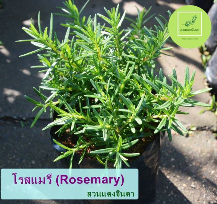 ต้นกล้าโรสแมรี่ Rosemary ต้นแข็งแรง รากสมบูรณ์ พร้อมส่ง จำนวน 1 ต้น สูง 30-50 เซน รับประกันของเสียทุกกรณี