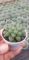 ต้นหยดน้ำ Haworthia cooperi ฮาโวเทีย หยดน้ำ ไม้อวบน้ำ กุหลาบหิน cactus&amp;succulentหลากหลายสายพันธ์ รับประกันสินค้า