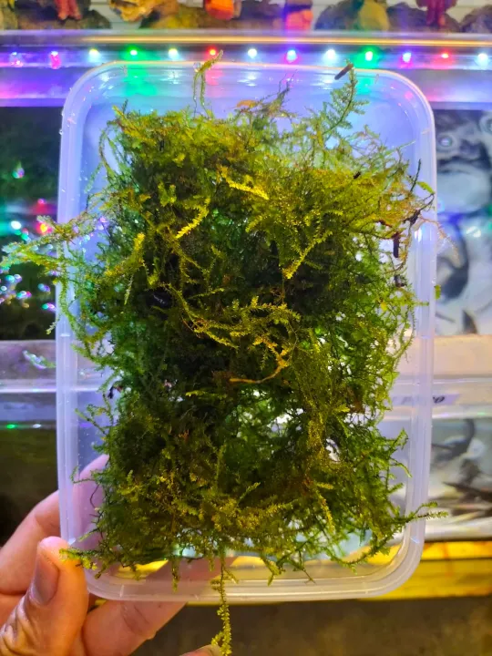 Live Plants - Aquariums & Accessories - Fish & Aquatic Pets - Pet Supplies - Categories