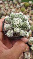 แรไอเท็ม ต้นเพชร แมมตุ๊กตาญี่ปุ่น Vetula gracilis #mammillaria #แมมมิลาเรีย #cactus คุ้มสุดสุด ต้นไม้ ฟอก อากาศ กระถาง ต้นไม้ ไม้ ประดับ ต้นไม้ ปลูก ใน บ้าน