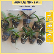 Hoa lan ngọc điểm thái 5 tháng tuổi size bé 10 cốc VƯỜN LAN MINH CHÂU cây