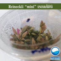 เรเนเก้ มินิ Reineekii mini (เนื้อเยื่อ)