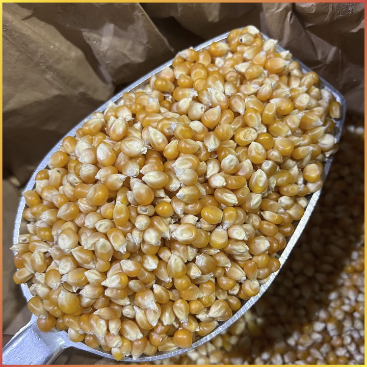 เมล็ดข้าวโพดดิบ-american-seeded-popcorn-1kg-เมล็ดข้าวโพด-ป๊อปคอร์น-ข้าวโพดดิบ-แบบ-popcorn-เมล็ดใหญ่-สวย-นำเข้าจาก-usa-imported-products-premium-grade