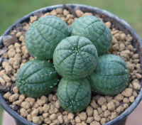 ยูโฟเบีย โอเบซ่า ฟอร์มกอ (Euphorbia Obesa) แคคตัส กระบองเพชร ไม้หายาก ไม้สวยงาม จัดส่งแบบถอดราก