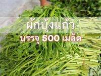 เมล็ด​พันธุ์​ ผักบุ้งแก้ว​ ผักบุ้งเไทย ผักบุ้งเย็นตาโฟ​ ​500​เมล็ด