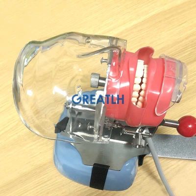 Simple Head Model Dental Simulator Phantom Head For Dentist Education Dentist Teaching /Head Model Phantom For Training Apparatu