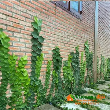 Cây Tắc Kè đá Giá Tốt T01/2024 | Mua tại Lazada.vn