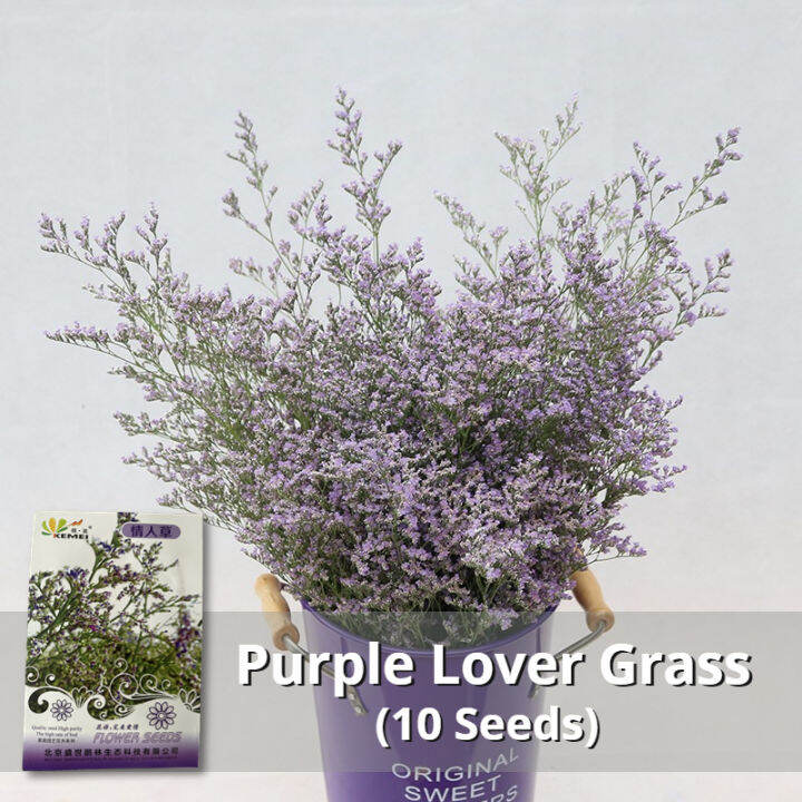 Rare Purple Lover Grass Seed (10 Seeds) Potted Flowering Plants Seeds