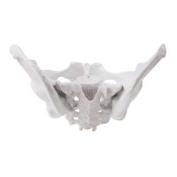 Female Pelvis Human Skeleton Model Specimen Hip Skeleton Anatomy Tool School Used Pubis Skeleton