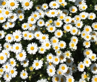 Creeping Daisy Flower (200 seeds)ดอกคีปปิ้งเดซี่ (200 เมล็ด)