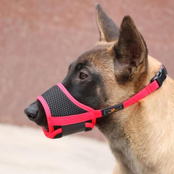 Chihuahua muzzle outlet barking