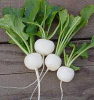 เมล็ดพันธุ์ เรดิชสีขาว (Hailstone Radish Seed) บรรจุ 200 เมล็ด คุณภาพดี ราคาถูก ของแท้ 100%