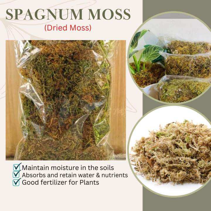 SPHAGNUM MOSS DRY PREMIUM QUALITY BEST FOR PLANTS Lazada PH