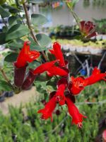 Lipstick Vine Aeschynanthus radicans jack.ต้นลิปสติก ดอกสีแดง ในกระถาง8นิ้ว ติดดอกแล้ว