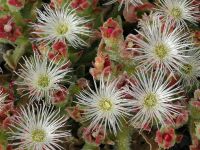 เมล็ดพันธุ์ ไม้ดอกอวบน้ำ Mesembryanthemum crystallinum iceplant  10 เมล็ด เมล็ดพันธุ์นำเข้าจากอังกฤษ Seed