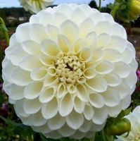 1 รากเหง้า/ออเดอร์ รักเร่ Dahlia สายพันธุ์ Boom Boom White หัวรักเร่ ดอกไม้ หัวหน่อ เหง้า นำเข้า เนเธอร์แลน หัวสดใหม่