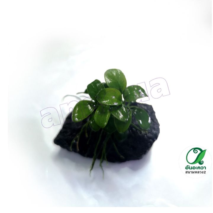 anubias-nana-var-petite-อนูเบียสเพตตี้ติดหิน