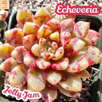 [กุหลาบหิน แยมเยลลี่] Echeveria Jelly Jam แคคตัส ต้นไม้ ไม้หนาม ไม้ทนแล้ง กุหลาบหิน ไม้อวบน้ำ พืชอวบน้ำ succulent cactus กระบองเพชร ของขวัญ