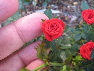 30 เมล็ด เมล็ดพันธุ์ ดอกกุหลาบ สีแดง พันธุ์แคระ กุหลาบจิ๋ว Rose Seeds