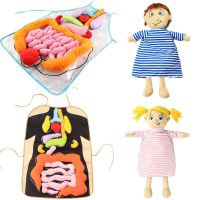 Montessori Human Body Model Anatomy Doll Soft Doll Toy Anatomical Medical Internal Organs Awareness Learn Early Education Toys