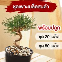 (ชุดพร้อมปลูก) เมล็ดสนดำญี่ปุ่น (Blackpine Seed) ?? สนดำ เมล็ดสนดำ สนดำญี่ปุ่น เมเปิ้ล ม่วงเจริญ บอนไซ