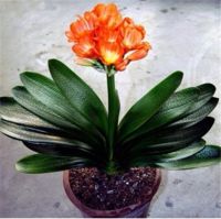 100ชิ้น Quot; Clivia Miniataquot;