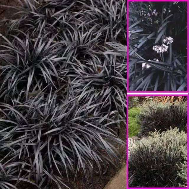 Tanaman Rumput hitam atau black monde,kucai hitam super | Lazada Indonesia