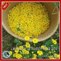 1,000+ เมล็ด เก๊กฮวยเหลือง Chrysanthemum morifolium เมล็ดเก๊กฮวยเหลือง เมล็ดเก๊กฮวย เมล็ดพันธุ์เก๊กฮวย เก๊กฮวย