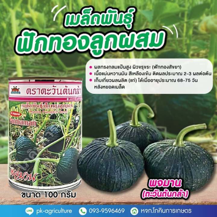 เมล็ดพันธุ์ฟักทองพจมาน-ตะวันต้นกล้า-ขนาด-100-กรัม