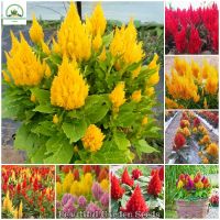 เมล็ดพันธุ์ สร้อยไก่ Celosia Plumosa Seeds ต้นดอกไม้สวยๆ เมล็ดบอนสี เมล็ดดอกไม้ พันธุ์ดอกไม้ ต้นไม้ประดับ ต้นไม้ฟอกอากาศ เมล็ดพันธุ์ ดอกไม้จริง แต่งสวน เมล็ดพันธุ์แท้ 100% ปลูกง่าย ปลูกได้ทั่วไทย บรรจุ 200 เมล็ด - Color Mixing - Flower Seeds for Planting