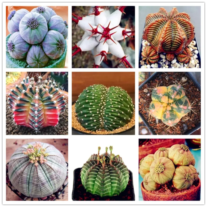 Euphorbia Obesa Seeds Succulent Plants Seed Rare Cactus Flower Seeds ...