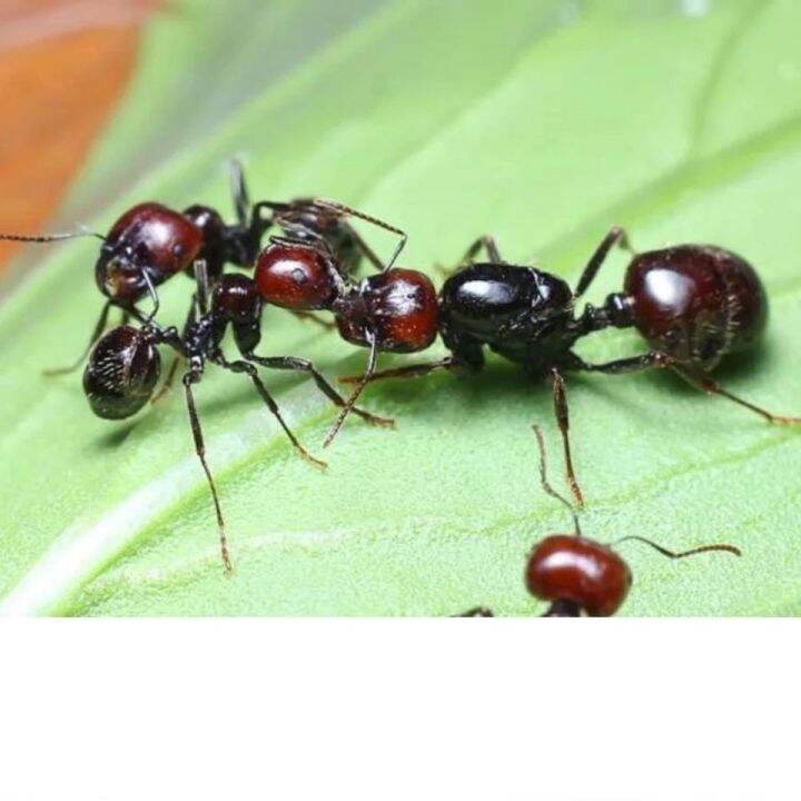 Native harvest ants, pets, ants, crawling pets, castle ants, ant