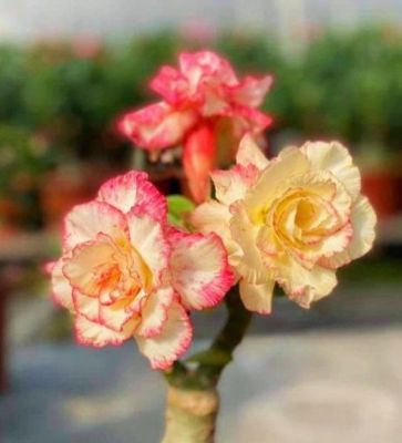2 เมล็ด เมล็ดพันธุ์ ชวนชม สายพันธุ์ girls inspired สีเหลืองชมพู Bonsai Desert Rose Adenium Seed กุหลาบทะเลทราย ราชินีทะเลทราย บอนไซ มีคู่มือปลูก