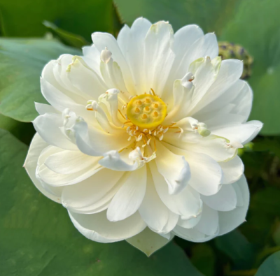 5 เมล็ด บัวนอก บัวนำเข้า บัวสายพันธุ์ Big pure white Lotus สีขาว สวยงาม ปลูกในสภาพอากาศประเทศไทยได้ ขยายพันธุ์ง่าย เมล็ดสด