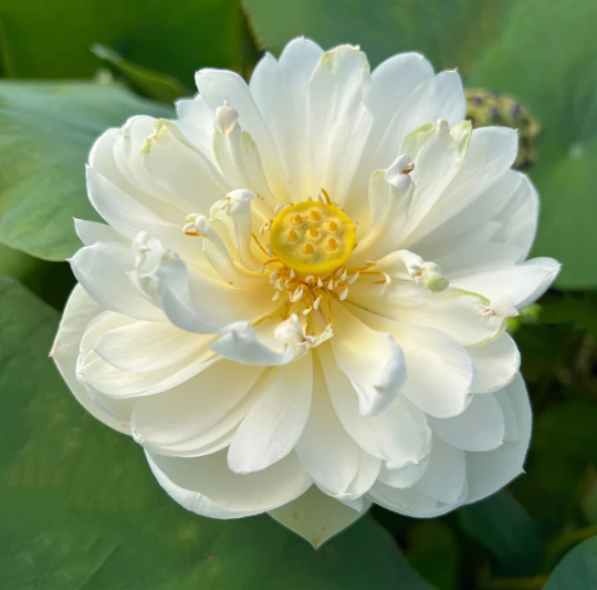 5-เมล็ด-บัวนอก-บัวนำเข้า-บัวสายพันธุ์-big-pure-white-lotus-สีขาว-สวยงาม-ปลูกในสภาพอากาศประเทศไทยได้-ขยายพันธุ์ง่าย-เมล็ดสด