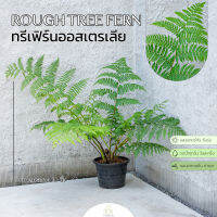 Treeno.9  T6 ทรีเฟิร์นออสเตรเลีย   (Rough tree fern)  พร้อมส่ง ต้นไม้พุ่มใหญ่ ใบสวย สง่างาม ใบแตกหน่อยสวย