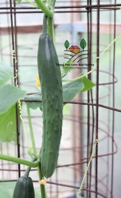 แตงกวาญี่ปุ่น Japanese Long Burpless Cucumber Seeds แตงกวา ญี่ปุ่น สายเมล็ดพันธุ์แตงกวาญี่ปุ่น สายพันธุ์ OP  บรรจุ10 เมล็ด