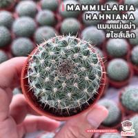 โปรโมชั่น แมมแม่เฒ่า #ไซส์เล็ก แมมฮาเนียน่า Mammillaria Hahniana แคคตัส กระบองเพชร cactus&amp;succulent ราคาถูก  แคคตัส กระบองเพรช ตะบองเพรช ไม้จิ๋ว ไม้ตั้งโต๊ะทำงาน ไม้ประดับ ไม้มงคล ไม้ดอก