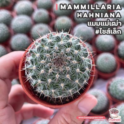 ( PRO+++ ) โปรแน่น.. แมมแม่เฒ่า #ไซส์เล็ก แมมฮาเนียน่า Mammillaria Hahniana แคคตัส เพชร cactus&amp;succulent ราคาสุดคุ้ม พรรณ ไม้ น้ำ พรรณ ไม้ ทุก ชนิด พรรณ ไม้ น้ำ สวยงาม พรรณ ไม้ มงคล