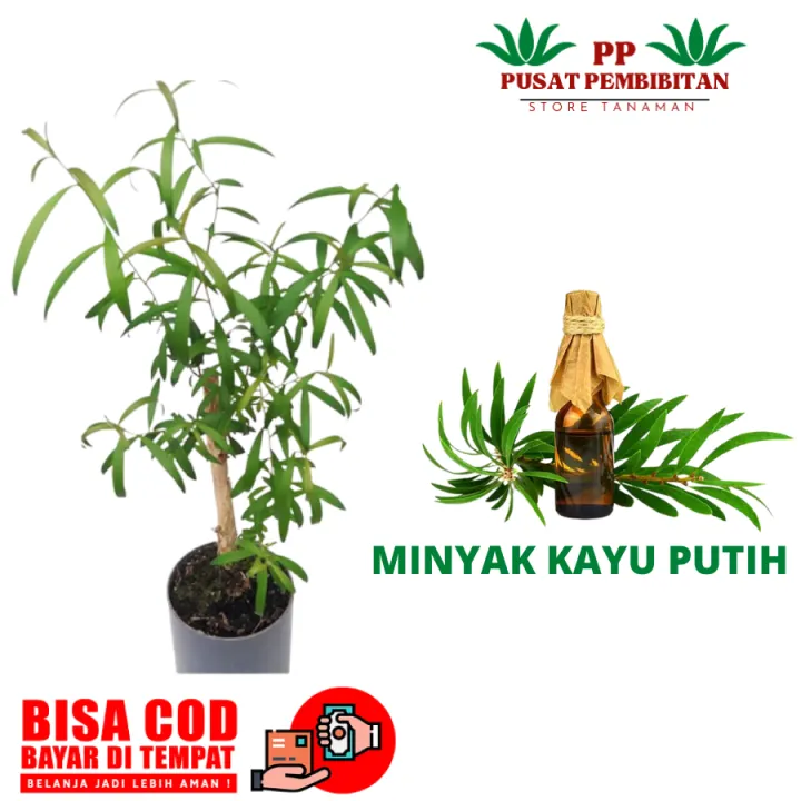 Kayu Putih || Tanaman Minyak Kayu Putih || Pohon Kayu Putih | Lazada