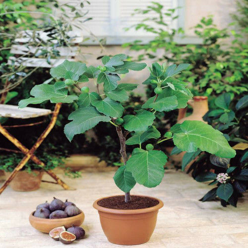 10-เมล็ด-เมล็ดมะเดื่อฝรั่ง-figs-สายพันธุ์-japanbtm6-ของแท้-100-มะเดื่อฝรั่ง-หรือ-ลูกฟิก-fig-อัตรางอก-70-80-figs-seeds-มีคู่มือวิธีปลูก