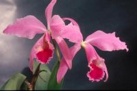 30 เมล็ดพันธุ์ เมล็ดกล้วยไม้ แคทลียา (Cattleya Orchids) Orchid flower seeds อัตราการงอก 80-85%