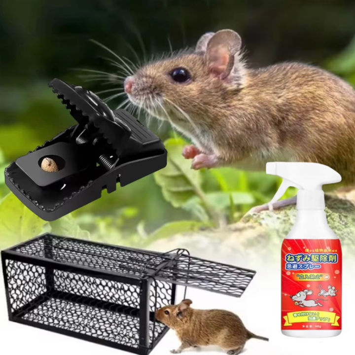 Big mouse trap rodent expert glue rat