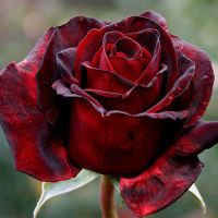 25 เมล็ด กุหลาบ สายพันธุ์ยุโรป Rosa Rose Seeds สายพันธุ์ Black Beauty ออกดอกสีแดง มีคู่มือเพาะปลูก