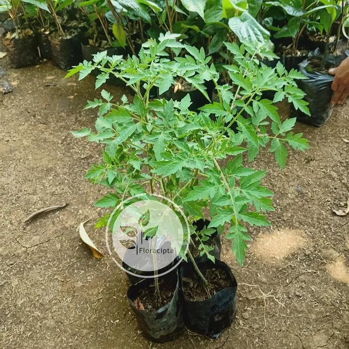 pohon tomat dalam pot