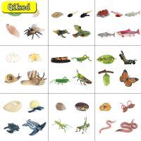 จำลองสัตว์ Growth Cycle Model Cock Locust Earthworm Snail Action Figures ตุ๊กตา เด็กน่ารัก ของขวัญ การศึกษา ของเล่นเด็ก