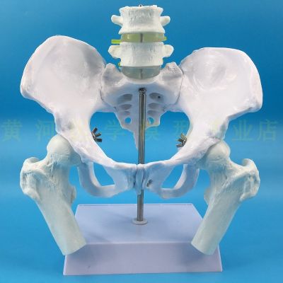Teaching section natural big female pelvic FuEr lumbar model femoral hip sacral coccygeal vertebra bone